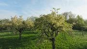 Streuobstwiese bei Burgbernheim. Im April ist die Obstbaumblüte rings um Burgbernheim besonders schön. Etwa 30.000 Zwetschen- Äpfel- und Birnbäume wachsen auf den Wiesen an der Frankenhöhe rund um Burgbernheim. Damit gehören sie zu den größten zusammenhängenden Streuobstwiesen Deutschlands. Streuobstwiese bei Burgbernheim. Im April ist die Obstbaumblüte rings um Burgbernheim besonders schön. Etwa 30.000 Zwetschen- Äpfel- und Birnbäume wachsen auf den Wiesen an der Frankenhöhe rund um Burgbernheim. Damit gehören sie zu den größten zusammenhängenden Streuobstwiesen Deutschlands.