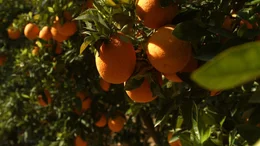 Die Orange auf dem Weg zum Supermarkt.
