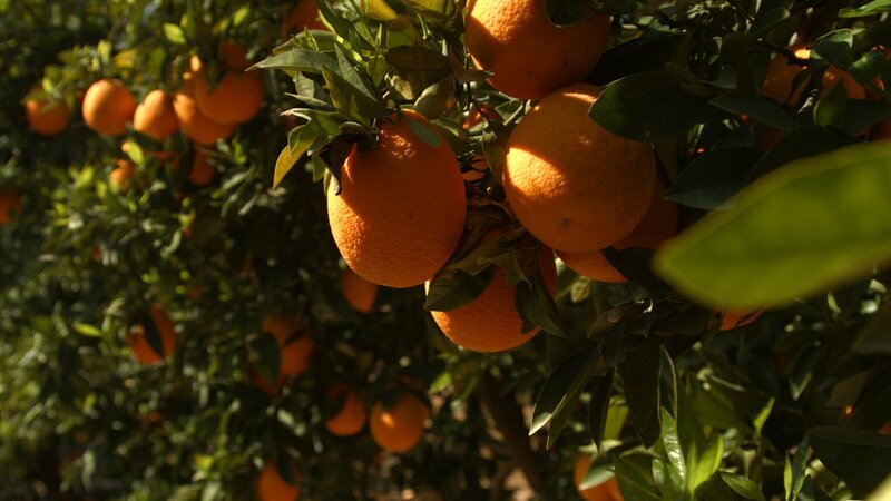 Der Weg der Orange – Logistik einer Superfrucht (D, 2015)