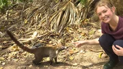 In Panama City sind männliche Nasenbären als Einzelgänger unterwegs. Sie suchen nach Essbarem und kommen den Menschen dabei manchmal ziemlich nah. In Panama City sind männliche Nasenbären als Einzelgänger unterwegs. Sie suchen nach Essbarem und kommen den Menschen dabei manchmal ziemlich nah.