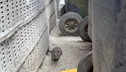 In einem bewohnten Hinterhof haben Ratten mehrere Bauten mit unzähligen Löchern errichtet. In einem bewohnten Hinterhof haben Ratten mehrere Bauten mit unzähligen Löchern errichtet.