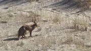 Fuchs im Sand. Fuchs im Sand.