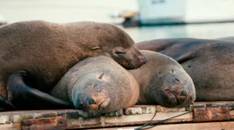 Diese Dokumentation l&uuml;ftet die Geheimnisse tierischer Extremschl&auml;fer und begleitet Wissenschaftler auf der ganzen Welt dabei, das r&auml;tselhafte Schlafverhalten der unterschiedlichsten Tiere zu erforschen. - Schlafende, s&uuml;dafrikanische Pelzrobben auf einem Steg in Hout Bay bei Kapstadt.