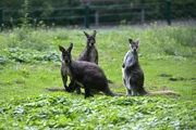 Eine K&auml;nguru-Gruppe auf der Au&szlig;enanlage des Tierpark Berlin.