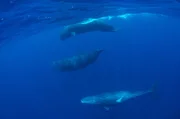 Drei Pottwale schwimmen gemeinsam im kobaltblauen Wasser des Indischen Ozeans.