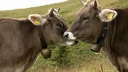 Zwei Jungrinder erleben einen Sommer auf der Alm mit allen möglichen Herausforderungen, wie Ausbruch, tagelanger Regen, Matsch und Rutschgefahr, giftige Pflanzen. Zwei Jungrinder erleben einen Sommer auf der Alm mit allen möglichen Herausforderungen, wie Ausbruch, tagelanger Regen, Matsch und Rutschgefahr, giftige Pflanzen.