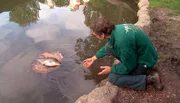 ARD/NDR LEOPARD, SEEBÄR & CO., FOLGE 82, "Bye Bye, Thai!". Uwe Fischer legt das Bärenfutter zur Bespaßung auf schwimmende Baumstämme. ARD/NDR LEOPARD, SEEBÄR & CO., FOLGE 82, "Bye Bye, Thai!". Uwe Fischer legt das Bärenfutter zur Bespaßung auf schwimmende Baumstämme.