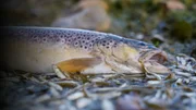 Toter Flussfisch Toter Flussfisch