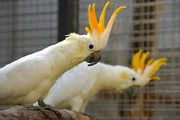 Orangehaubenkakadus im Vogelhaus des Zoo Berlin.