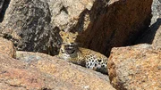 Leopard am Ruheplatz auf einem Felsen. Der Jäger lebt nahe den Menschen mit ihren Schafen und Ziegen. Leopard am Ruheplatz auf einem Felsen. Der Jäger lebt nahe den Menschen mit ihren Schafen und Ziegen.
