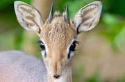Das Dikdik ist eine afrikanische Zwergantilope. Sie ist kaum größer als ein Hase. Das Dikdik ist eine afrikanische Zwergantilope. Sie ist kaum größer als ein Hase.