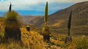 Hoch über den Tiefen des Colca Canyons blühen Puya Raymondii. Auch als Königin der Anden bekannt, hat die Riesenbromelie mit acht Metern den größten Blütenstand der Welt. Hoch über den Tiefen des Colca Canyons blühen Puya Raymondii. Auch als Königin der Anden bekannt, hat die Riesenbromelie mit acht Metern den größten Blütenstand der Welt.