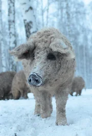 Mangalitza Mutter mit Jungtier, schon die Kleinen sind dank dicker Wolle gut isoliert gegen sibirische Kälte. Mangalitza Mutter mit Jungtier, schon die Kleinen sind dank dicker Wolle gut isoliert gegen sibirische Kälte.