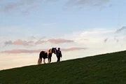 Alberts Familie handelt schon seit f&uuml;nf Generationen mit Pferden.