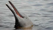 Der Amazonas-Flussdelfin, auch Boto genannt, ist perfekt an die Unterwasserwelt angepasst. Im tr&uuml;ben Wasser jagt er seine Beute per Echoortung.&ldquo;