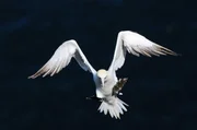 Ein Basstölpel im Landeanflug Ein Basstölpel im Landeanflug