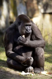 Bei den Menschenaffen im Zoo steht heute eine große Aktion ins Haus! Schaben-Bekämpfung steht auf dem Plan und dafür müssen Mensch und Tier für einen Tag lang ausziehen. Diese aufwendige Maßnahme wird regelmäßig durchgeführt, damit sich die kleinen Schädlinge nicht in den Innengehegen festsetzen. Für die Gorillas, Orang-Utans, Schimpansen und Bonobos bedeutet das zwei Nächte im Freien und Frühstück unter freiem Himmel. – Gorilla-Weibchen Bei den Menschenaffen im Zoo steht heute eine große Aktion ins Haus! Schaben-Bekämpfung steht auf dem Plan und dafür müssen Mensch und Tier für einen Tag lang ausziehen. Diese aufwendige Maßnahme wird regelmäßig durchgeführt, damit sich die kleinen Schädlinge nicht in den Innengehegen festsetzen. Für die Gorillas, Orang-Utans, Schimpansen und Bonobos bedeutet das zwei Nächte im Freien und Frühstück unter freiem Himmel. – Gorilla-Weibchen