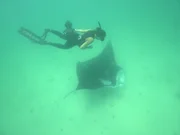 Mantarochen sind sogenannte Filtrierer: Sie schlucken riesige Wassermengen, um Krill, Plankton und kleine Fische herauszufiltern. Mantarochen sind sogenannte Filtrierer: Sie schlucken riesige Wassermengen, um Krill, Plankton und kleine Fische herauszufiltern.