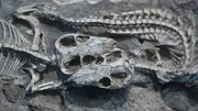 Die Fossilienfunde geben Hinweise auf das Verhalten der Säugetiervorfahren. Die Fossilienfunde geben Hinweise auf das Verhalten der Säugetiervorfahren.