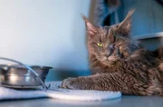 Ein Maine-Coon-Kater erholt sich im Tierheim. Er war offenbar ausgesetzt worden und musste sich auf der Straße durchkämpfen. Ein Maine-Coon-Kater erholt sich im Tierheim. Er war offenbar ausgesetzt worden und musste sich auf der Straße durchkämpfen.
