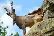 Im Zoo Berlin leben verschiedene asiatische Steinbockarten, die auf drei imposanten Felsenanlagen ein neues Zuhause gefunden haben. In ihren heimatlichen Gebirgsregionen k&ouml;nnen die Steinb&ouml;cke in H&ouml;hen bis zu 6.700 Metern vordringen. Im Zoo muss ihnen ein 16 Meter hoher Felsen gen&uuml;gen. Zumindest f&uuml;r die Tierpfleger ist dieser &bdquo;steile&ldquo; Arbeitsplatz eine t&auml;gliche Herausforderung. &ndash; Sibirischer Steinbock im Zoo Berlin