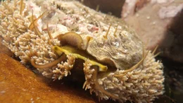 Perlemoen Abalone klettert &uuml;ber einen Felsen