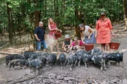 Die Landfrauen füttern die Schweine, die das ganze Jahr über im Freien gehalten werden. V. li.: Katrin Humpfer, Judiths Lebensgefährte Alexander Ehret, Myriam Sehringer, Anna Turonok, Paula Altner, Sarah Schreiber. Die Landfrauen füttern die Schweine, die das ganze Jahr über im Freien gehalten werden. V. li.: Katrin Humpfer, Judiths Lebensgefährte Alexander Ehret, Myriam Sehringer, Anna Turonok, Paula Altner, Sarah Schreiber.