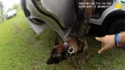 Ein Polizeihund Ein Polizeihund