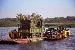 Eine Gruppe seltener Rothschild-Giraffen wird in Sicherheit gebracht: an einen Ort, wo noch nie zuvor eine Giraffe gewesen ist &ndash; &uuml;ber den Nil zu den Murchison Falls in Uganda.