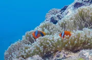 Geschützt durch Seeanemonen gedeihen Clownfische in den kristallklaren Gewässern rund um die "Orchideeninsel" Lanyu. Geschützt durch Seeanemonen gedeihen Clownfische in den kristallklaren Gewässern rund um die "Orchideeninsel" Lanyu.