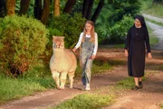 Schwester Hanna (Janina Hartwig, re.) und Fanny (Nara Knöpfle) mit Alpaka Willy auf dem Heimweg. Schwester Hanna (Janina Hartwig, re.) und Fanny (Nara Knöpfle) mit Alpaka Willy auf dem Heimweg.