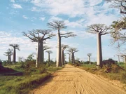 Baobab Allee im Tsingy de Bemaraha Nationalpark. Baobab Allee im Tsingy de Bemaraha Nationalpark.