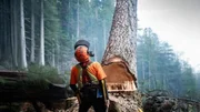 Loggers wrestle giant cedars and a scary fire to score a big $$ claim. Loggers wrestle giant cedars and a scary fire to score a big $$ claim.