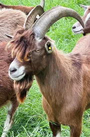 Die Th&uuml;ringer Waldziege ist ein freundliches Herdentier.