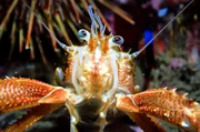 Viele Meeresbewohner sind darauf spezialisiert, winzige Nahrungsteilchen aus dem Wasser zu filtern.
