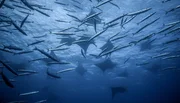 Die fischreichen Gew&auml;sser vor den Azoren locken Teufelsrochen und Barrakudas an.