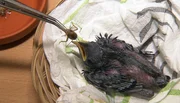 Im Zoo Berlin ist die Handaufzucht der zwei Malaienstar-K&uuml;ken aus dem Vogelhaus relativ schwierig.