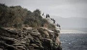 Die Gew&auml;sser vor den Falklandinseln bieten reiche Nahrung f&uuml;r Komorane.