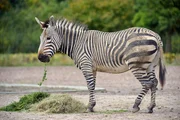 Zebra im Tierpark Berlin.