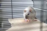 Die Ratte Amadeus.