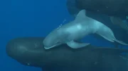 Mitten in der Alboran-See, wo sich Atlantik und Mittelmeer treffen, leben die letzten Pilotwale des Mittelmeers. Im gigantischen Schiffsaufkommen haben sie kaum eine Chance, sich zu behaupten. Täglich braucht ein Pilotwal 50 Kilogramm Nahrung, die sich vor allem aus Tintenfischen und Fischen zusammensetzt. Bei der meist nächtlichen Nahrungssuche tauchen die Wale in Tiefen bis zu 600 Meter ab. Mitten in der Alboran-See, wo sich Atlantik und Mittelmeer treffen, leben die letzten Pilotwale des Mittelmeers. Im gigantischen Schiffsaufkommen haben sie kaum eine Chance, sich zu behaupten. Täglich braucht ein Pilotwal 50 Kilogramm Nahrung, die sich vor allem aus Tintenfischen und Fischen zusammensetzt. Bei der meist nächtlichen Nahrungssuche tauchen die Wale in Tiefen bis zu 600 Meter ab.