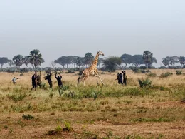 Ranger und Tier&auml;rzte der ugandischen Wildtierbeh&ouml;rde versuchen im Rahmen einer Naturschutzmission, eine wilde Rothschild-Giraffe einzufangen.