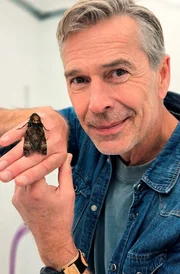 Dirk Steffens mit einem Totenkopfschwärmer auf der Hand. Es wird vermutet, dass diese Tiere von Deutschland bis nach Afrika fliegen können. Dirk Steffens mit einem Totenkopfschwärmer auf der Hand. Es wird vermutet, dass diese Tiere von Deutschland bis nach Afrika fliegen können.