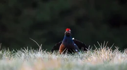 Balzender Birkhahn auf dem Kammplateau