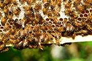Bees making honey. Bees making honey.