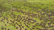 Die Great Migration besteht aus Millionen von Gnus und Zebras, die jedes Jahr durch Tansania und Kenia ziehen. Die Great Migration besteht aus Millionen von Gnus und Zebras, die jedes Jahr durch Tansania und Kenia ziehen.