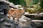 Im Zoo Berlin leben verschiedene asiatische Steinbockarten, die auf drei imposanten Felsenanlagen ein neues Zuhause gefunden haben. In ihren heimatlichen Gebirgsregionen k&ouml;nnen die Steinb&ouml;cke in H&ouml;hen bis zu 6.700 Metern vordringen. Im Zoo muss ihnen ein 16 Meter hoher Felsen gen&uuml;gen. Zumindest f&uuml;r die Tierpfleger ist dieser &bdquo;steile&ldquo; Arbeitsplatz eine t&auml;gliche Herausforderung. Westkaukasischer Steinbock im Zoo Berlin