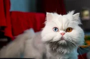 Eine schöne Perserkatze, aber ihren Besitzern ist die Fellpflege offensichtlich zu aufwändig gewesen. Sie kam erschreckend verfilzt ins Tierheim. Hier wartet sie jetzt auf ein besseres Zuhause. Eine schöne Perserkatze, aber ihren Besitzern ist die Fellpflege offensichtlich zu aufwändig gewesen. Sie kam erschreckend verfilzt ins Tierheim. Hier wartet sie jetzt auf ein besseres Zuhause.