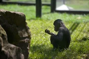 Bei den Menschenaffen im Zoo steht heute eine große Aktion ins Haus! Schaben-Bekämpfung steht auf dem Plan und dafür müssen Mensch und Tier für einen Tag lang ausziehen. Diese aufwendige Maßnahme wird regelmäßig durchgeführt, damit sich die kleinen Schädlinge nicht in den Innengehegen festsetzen. Für die Gorillas, Orang-Utans, Schimpansen und Bonobos bedeutet das zwei Nächte im Freien und Frühstück unter freiem Himmel. – Bonobo-Kind Likemba Bei den Menschenaffen im Zoo steht heute eine große Aktion ins Haus! Schaben-Bekämpfung steht auf dem Plan und dafür müssen Mensch und Tier für einen Tag lang ausziehen. Diese aufwendige Maßnahme wird regelmäßig durchgeführt, damit sich die kleinen Schädlinge nicht in den Innengehegen festsetzen. Für die Gorillas, Orang-Utans, Schimpansen und Bonobos bedeutet das zwei Nächte im Freien und Frühstück unter freiem Himmel. – Bonobo-Kind Likemba
