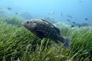Der Zackenbarsch ist ein beliebter Speisefisch und deshalb auch zum Teil stark überfischt. Der Zackenbarsch ist ein beliebter Speisefisch und deshalb auch zum Teil stark überfischt.